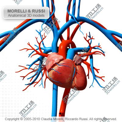 images/goods_img/202104092/CIRCULATORY SYSTEM MR/1.jpg